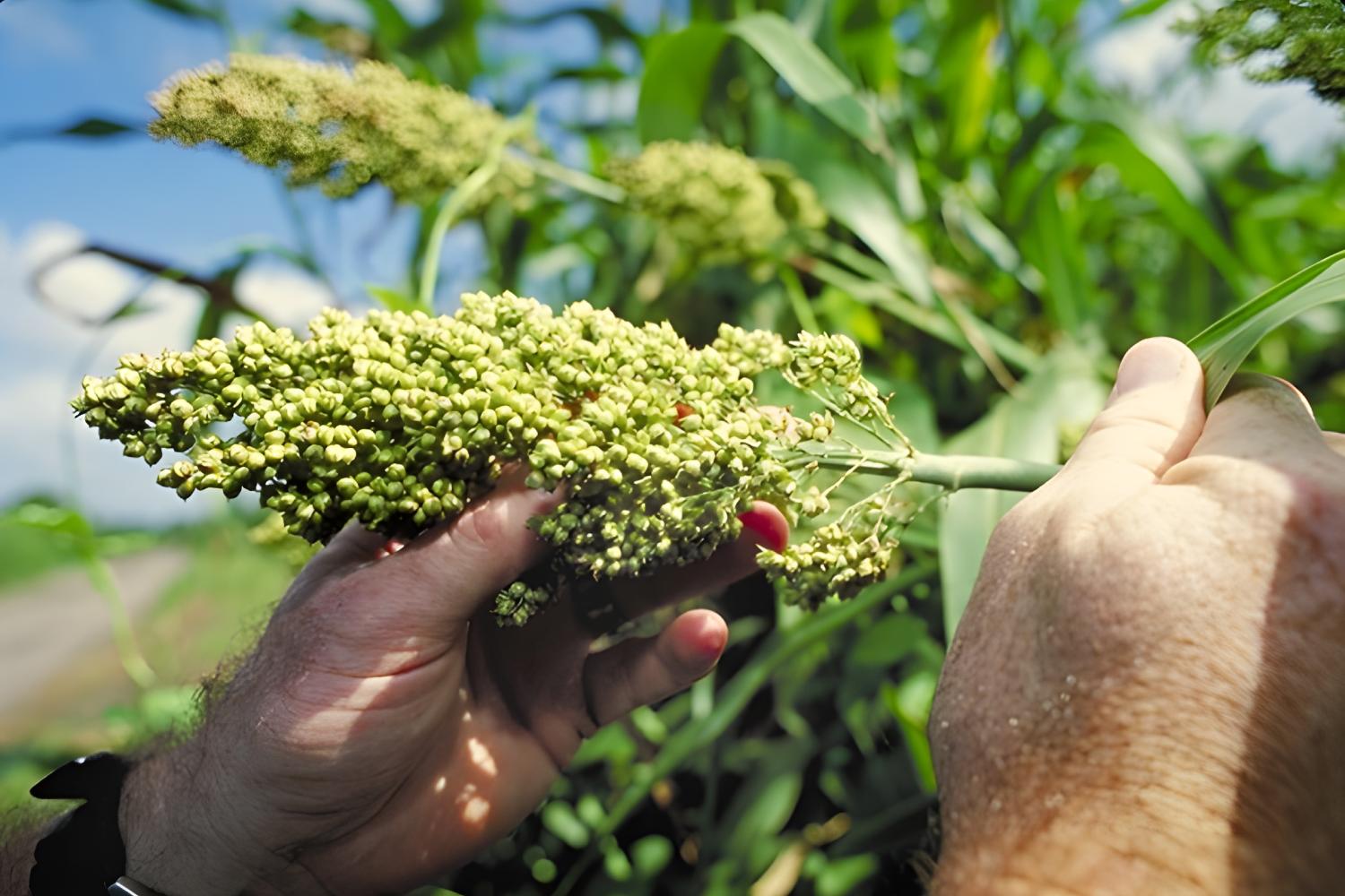 Chancen für die Landwirtschaft